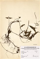 藏品(水蓼)的圖片